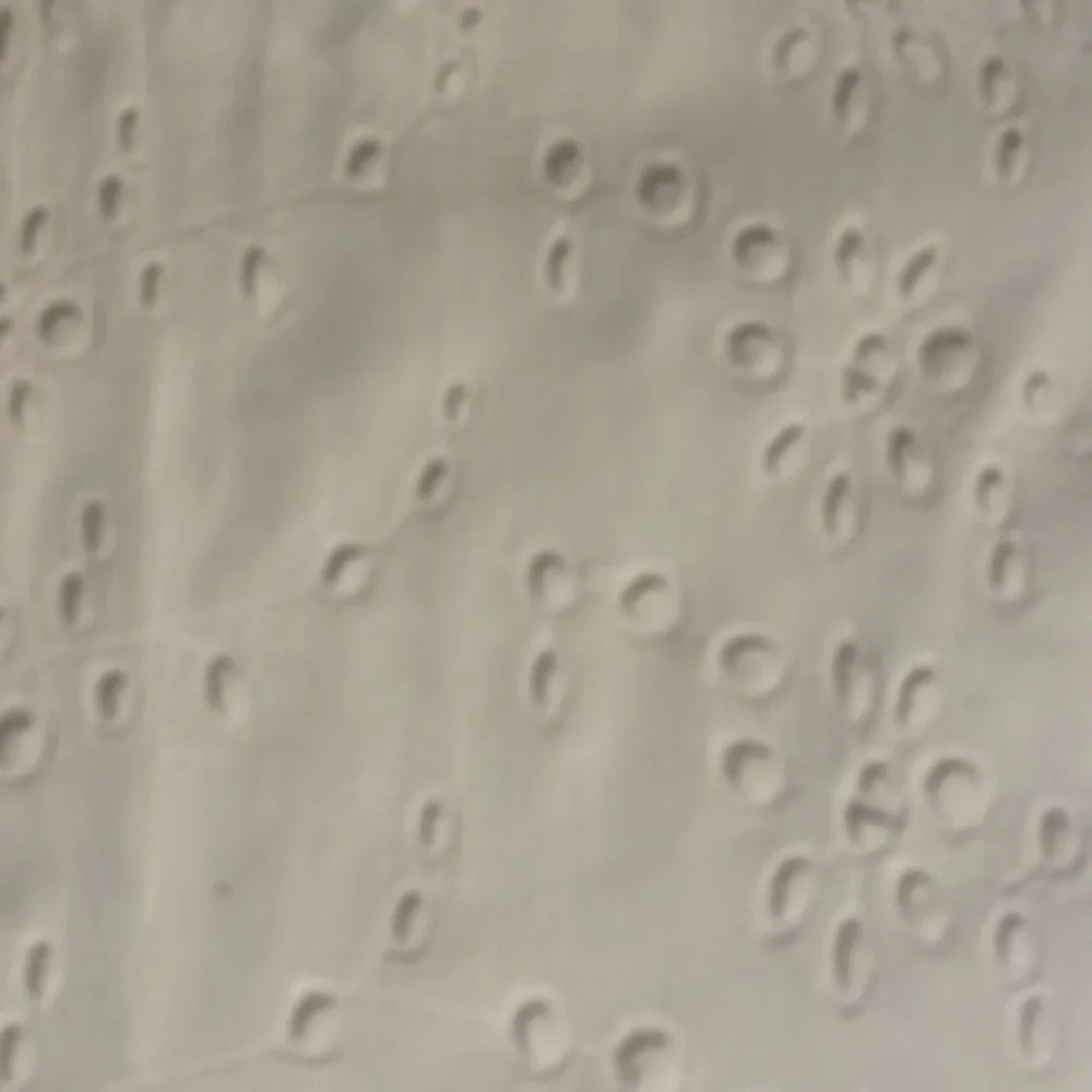 Eyelet Cami - Picture 3 of 4